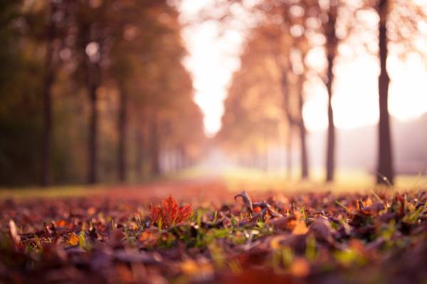 осень, аллея, листья, трава, деревья обои для рабочего стола