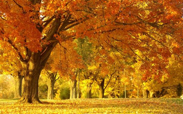 яркие золотые деревья осенью в парке обои для рабочего стола