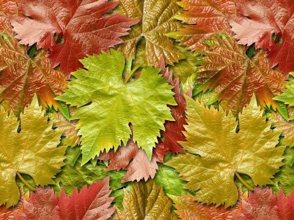 осень листья винограда опавшая листва обои для рабочего стола