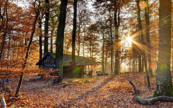 деревянный дом в осеннем лесу, лучи солнца, листва обои для рабочего стола