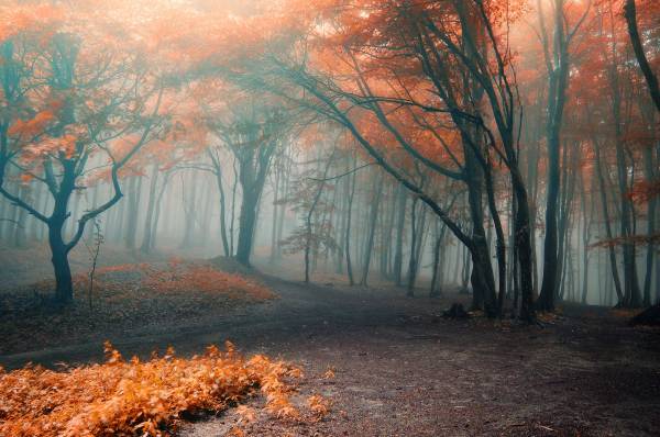 осень, туман в лесу золотистые листья на деревьях обои для рабочего стола