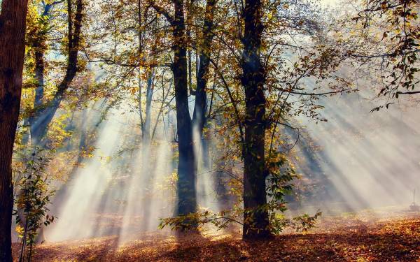 солнечные лучи осенью в лесу сквозь деревья обои для рабочего стола