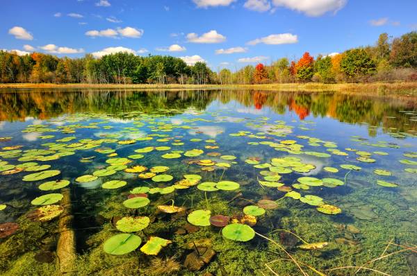 озеро осень лес деревья листья вода небо природа обои для рабочего стола