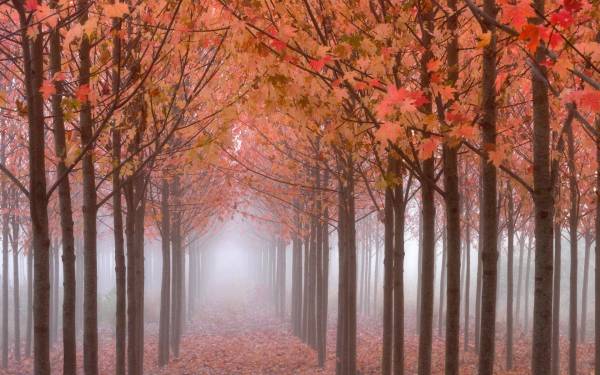 лес в тумане осень опавшая листва густой туман обои для рабочего стола