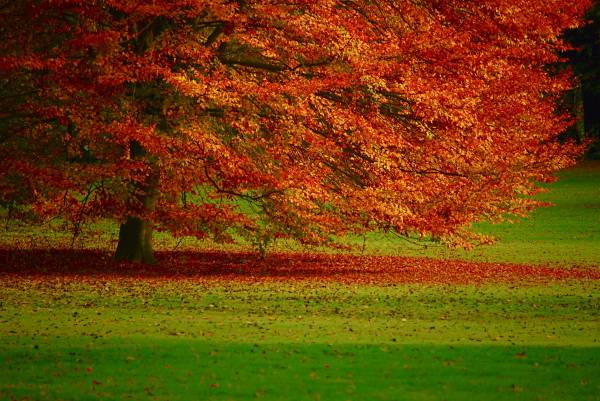осень дерево листва поляна парк обои для рабочего стола