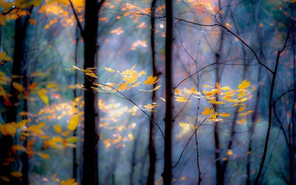 красота природы, осень, листья, деревья, лес обои для рабочего стола