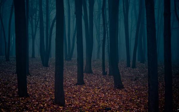 темный мрачный лес с опавшей осенней листвой обои для рабочего стола