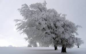 Обои деревья засыпанные снегом в морозную зиму на рабочий стол