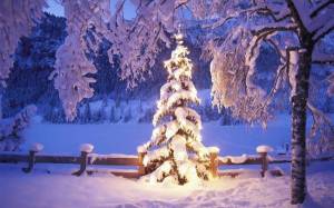 Обои елка в снегу возле леса освещенная огоньками на рабочий стол