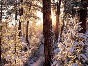 Обои зима в лесу, солнце, снег на деревьях, мороз на рабочий стол