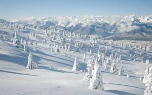 Обои елки заметенные снегом в горах на рабочий стол
