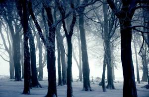 Обои лес зима снег туман на рабочий стол