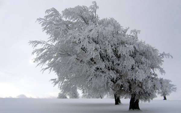 деревья засыпанные снегом в морозную зиму обои для рабочего стола