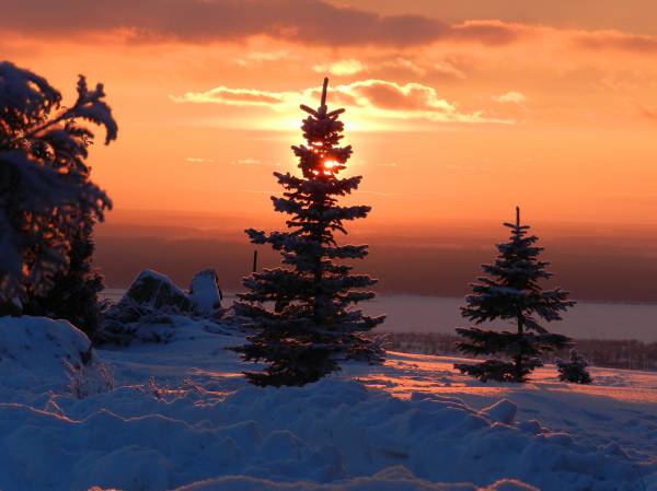 елки морозной зимой на закате солнца обои для рабочего стола