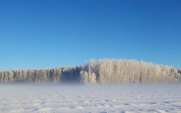 Зима, густой лес, мороз, снег, небо, деревья обои для рабочего стола