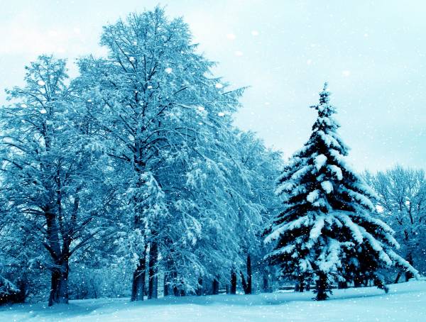 настоящая зима, деревья в снегу, падает снег обои для рабочего стола