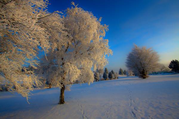 красивая зима, природа, деревья в снегу мороз небо обои для рабочего стола
