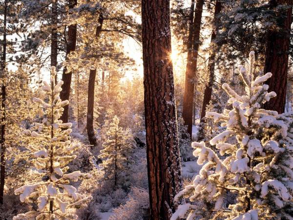 зима в лесу, солнце, снег на деревьях, мороз обои для рабочего стола