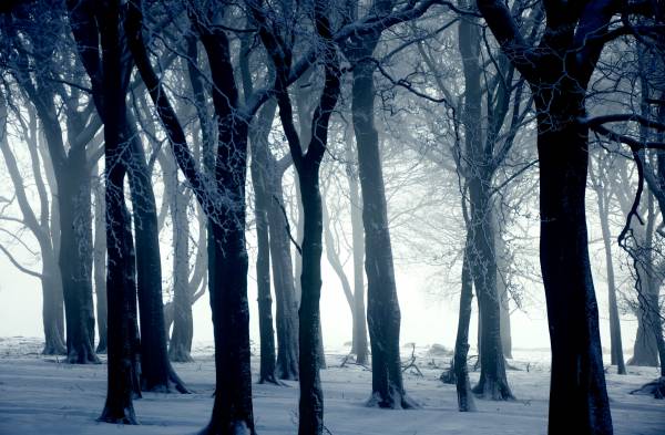 лес зима снег туман обои для рабочего стола