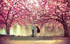 Обои весна влюбленные целуются возле цветущих деревьев на рабочий стол