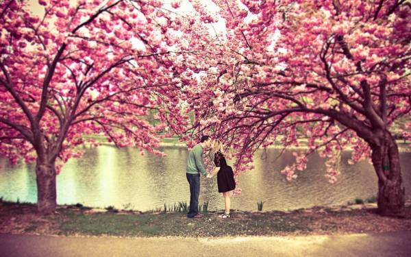 весна влюбленные целуются возле цветущих деревьев обои для рабочего стола