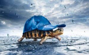 Обои прикольная черепаха под кепкой бежит под дождем на рабочий стол
