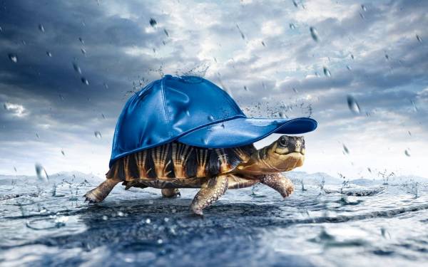 прикольная черепаха под кепкой бежит под дождем обои для рабочего стола