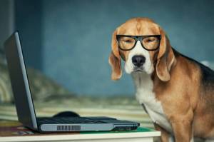 Обои умная собака в очках перед ноутбуком на рабочий стол
