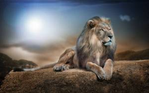 Обои Лев, зверь, животное, хищник на рабочий стол