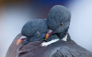 Обои влюбленные голуби, пара, птицы, макро на рабочий стол