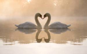 Обои два белых лебедя на воде в форме сердца на рабочий стол