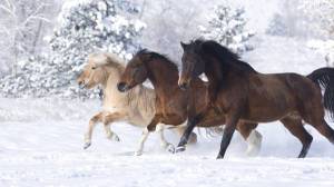 Обои Лошади зимой картинки на рабочий стол