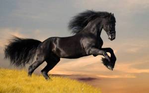 Обои красивая черная лошадь на рабочий стол