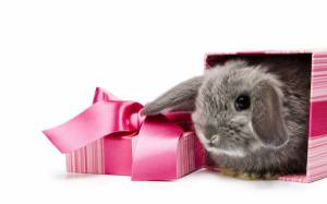 Обои маленький вислоухий кролик сидит в розовой коробке на рабочий стол