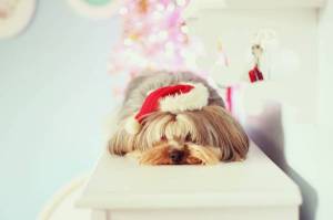 Обои собака с шапкой Santa Claus ждет нового года на рабочий стол