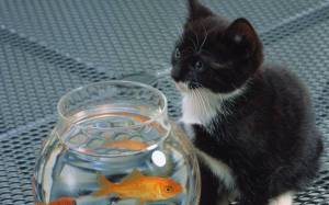 Обои котенок возле аквариума с золотыми рыбками на рабочий стол