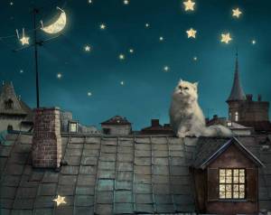 Обои кот на крыше дома, ночь, звезды, луна на рабочий стол