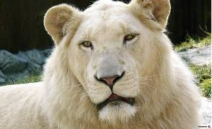 Обои морда белого льва крупным планом на рабочий стол