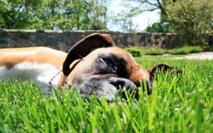 Обои собака боксер лежит на зеленой траве на рабочий стол