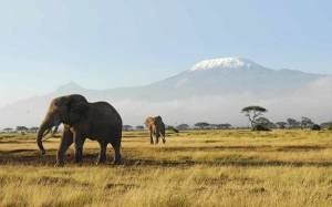 Обои Слоны, Африка, животные, горы, природа на рабочий стол