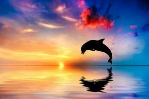 Обои дельфин над водой, закат, горизонт, отражение на рабочий стол
