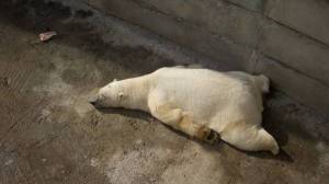 Обои белый медведь развалился на бетонном полу на рабочий стол