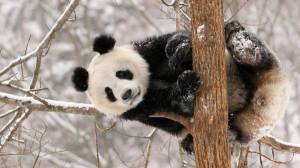 Обои прикольная панда сидит на дереве зимой на рабочий стол