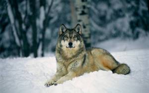 Обои красивый одинокий волк лежит на снегу возле леса на рабочий стол