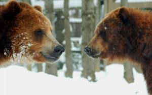 Обои два медведя, две морды, снег, животные на рабочий стол
