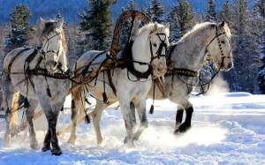 Обои лошади в упряжке, снег, зима, мороз, три лошадки на рабочий стол