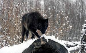 Обои черный волк в лесу зимой на снегу на рабочий стол
