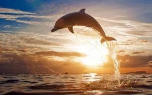 Обои дельфин выпрыгивает из воды на фоне заката солнца на рабочий стол