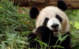 Обои Панда медведь грызет бамбуковые листья на рабочий стол