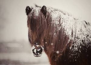 Обои лошадь, зима, грива, снег на рабочий стол